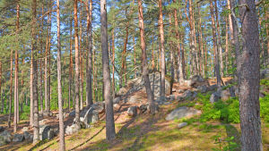 Denna del av skogen förnyas ej på grund av att stenarna är ett ställe där fladdermössen övervintrar. En tallskog med stora stenar.