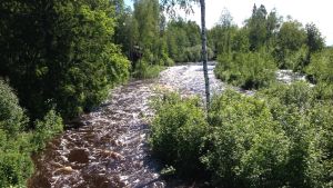 Malax å är ett av de vattendrag som lider av svår försurning just nu Det flödar rejält i Malax å.