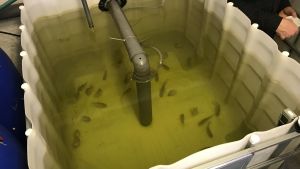 Tilapia är en afrikansk fisk som odlas mycket i speciellt Asien och USA. Fiskar i ett stort plastkärl.