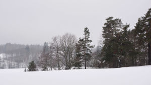 Här planerar kommunen hus. Från backen ser man ner mot Sibbo å. snöigt och grått landskap med kullar och träd