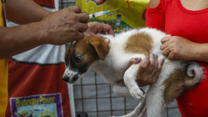 En filippinsk hundägare låter vaccinera sin valp mot rabies i Quezon City, öster om Manila, Filippinerna, i september 2018. En filippinsk hundägare låter vaccinera sin valp mot rabies i Quezon City, öster om Manila, Filippinerna, i september 2018.