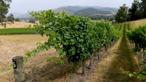 Vin är en av de australiska exportprodukter som drabbats av Kinas restriktiva åtgärder. Andra produkter som drabbats är till exempel kol, timmer och korn. Bild: Vinrankor i Porepunkah i nordöstra Australien. Vinrankor i nordöstra Australien
