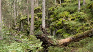 Arkivbild från Noux där det finns en spillra urskog kvar. Nuuksion kansallispuisto