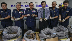 Malaysiska tulltjänstemän visar upp beslaget. Tulltjänstemän vid Kuala Lumpurs flygplats visar Myrkotsfjäll som beslagtagits.