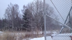 Det byggs knappast bostäder i skogen vid isbanorna. Skogen bakom isbanorna i Ingå där det knappast byggs hus på bostadsmässan i Ingå.