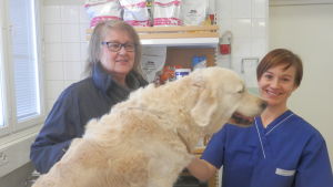 Carina Päivärinta på besök med sin hund hos stadsveterinär Malena Flink. Carina Päivärinta på besök med sin hund hos stadsveterinär Malena Flink
