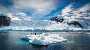 Antarktis är inte för vem som helst - med vindar på nära hundra meter per sekund och medeltemperaturer kring -50 celcius är det en prövning för till och med de mest härdade. Pingviner på isflak på Antarktis
