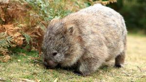 Tasmania on saari, joka pursuaa mitä oudoimpia ja ihmeellisimpiä villieläimiä.