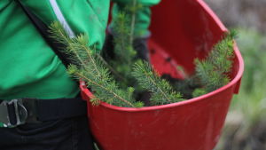 Några av de 3000 granplantor som Kiviniemi ska sätta. Röd plastväska med granskott i.