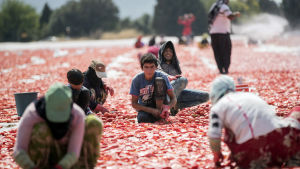 Syriska flyktingar utgör den största delen av säsongarbetskraften vid tomatodlingar i Turkiet. Här torkas tomater i solen i Izmir 1.8.2019. Tomaterna halveras, saltas och får ligga i solen en vecka innan de kyls ner och förpackas. 