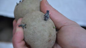 Om cirka sex veckor ska de här potatisarna ner i jorden. Potatis som börjat gro.