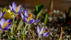 Här bor det nog snälla människor, som har planterat krokusar på gården. Tack, tack, det var gott! En insekt hälsar på en blå krokus.