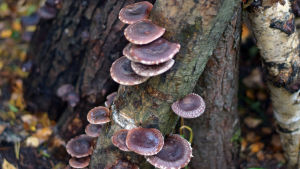 Kääpä Forest odlar också annan värdesvamp, som till exempel shiitake. Shiitake-svampar på en trädstam.