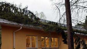 Ett träd hade också fallit över det så kallade snickeriet på Knipnäs sjukhusområde i Ekenäs. Ett stort träd har fallit över taket på ett gult hus.