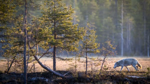 Vargen i västra Finland är inte lägre ett vildmarksdjur utan är van vid trafik, bebyggelse och människans närvaro. En varg vid ett träsk i soluppgången.