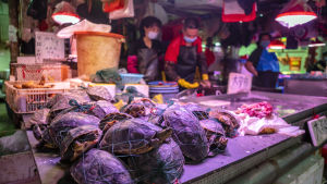 Marknaden för fisk, skaldjur och levande djur i Wuhan tros vara stället där coronapandemin startade. På den här bilden från i våras säljs levande sköldpaddor på en liknande marknad i Kanton. Marknaden i Wuhan har varit stängd i ett år. Levande sköldpaddor samlade i nätkassar ligger framme i ett torgstånd.