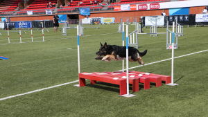 En hund hoppar över ett hinder på en agilitytävling. 