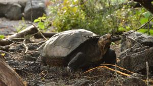 En jättesköldpadda, som ansågs utrotad, har påträffats på Galápagosöarna. 
