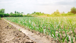 Purjolök växer upp i rader på en ukrainsk åker. Solen sprider ett varmt ljus över odlingen.