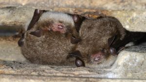 Fladdermöss skyr ljuset och kommer fram bara i mörker. Lepakot (myotis daubentonii) horrostavat.