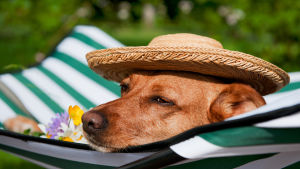 Hundar kan ha en avslappnande effekt på sina ägare. Hund med hatt ligger och vilar i solen.