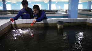 Nordkoreansk fisk från bland annat fiskodlingar säljs fortfarande i Kina trots rådande FN-sanktioner Nordkoreansk fisk från bland annat fiskodlingar säljs fortfarande i Kina trots rådande FN-sanktioner
