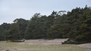 Många tycker om att promenera längs natursköna Tullstranden. Sandig naturstrand med låga tallar.