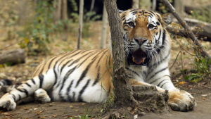 Blir man attackerad av en tiger på djurparken är det bara att göra en volt och sparka den i baken, vet Barnpanelen tipsa. Tiger.