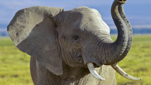 Elefant i nationalpark i Kenya. 