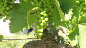 Vilken druva det är frågan om ser man bäst på bladet – det här är en syrah-druva. Vilken druva det är frågan om ser man bäst på bladet – det här är en syrah-druva.