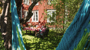Äppelträden blommar då vi besöker Ulrikas släktgård i Södra Vallgrund. Ulrika Vestergård-Denwardin puutarha Södra Vallgrundissa.
