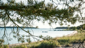 Den allmänna badstranden i Padva i Bromarv är vacker, men kräver en hel del jobb för att hållas snygg. Strand med barrträd i förgrunden.