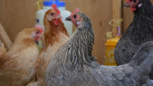 På gården finns också en liten flock hönor som täcker husbehovet av ägg. En grå höna med röd kam fotad från sidan, två bruna hönor i bakgrunden