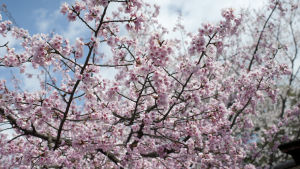 På 1800-talet nådde körsbärsblomningen i Kyoto sin kulmen först i mitten av april Shou-sei-en-parken i Kyoto.