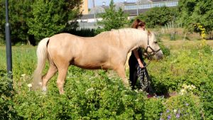 Ibland glömmer man bort att man är mitt i staden när man besöker de grönskande kolonilotterna. Ett stall ligger intill odlingslotterna i Gammelstaden och hämtar en fläkt av landsbyggden till området. En häst leds igenom odlingslotten vid Anneberg.