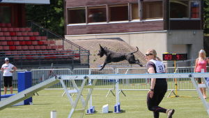 Agility är en snabb och rolig gren. en hund springer längs med en balansbom på en agilitytävling.