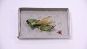 Överlopps vätska syns som en liten röd prick. Överlopps vätska som behövs för att veckla ut fjärilsvingarna har blivit kvar i form av en liten röd prick