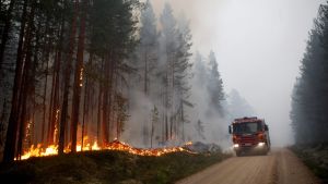 Skogsvägarna i Ljudsdal underlättar arbetet som annars kunde vara mycket svårare. Kårböle i Sverige