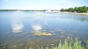 Titta på vattnet innan du hoppar i. Vattenbryn vid vass. I bakgrunden sandstrand med mycket folk. I vattnet grön växtlighet. Vit träbyggnad i bakgrunden.