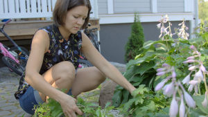 När Anette Sundström blir bättre hoppas hon orka ta itu med trädgården igen. Hon irriterar sig på ogräs i blomrabatten. Anette Sundström rensar i blomrabatten.