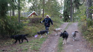 Britt-Marie Juup med sina egna hundar. Britt-Marie Juup på promenad med sina fem hundar i en skogsbacke