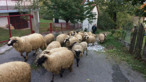 Fåren drivs hem genom den tomma byn Varvara. Här finns inga jobb så de flesta har lämnat byn. En skock får i en by i Bosnien.