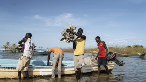 En stor del av fisken torkas och exporteras sedan till Kongo. En stor del av fisken torkas och exporteras sedan till Kongo.