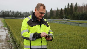 Rainer Bodman. En man gul reflexväst står och håller i en granplanta. I bakgrunden syns tusentals granplantor.