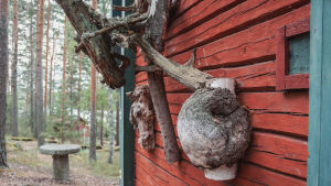 Useampi oksankäkkyrä ja yksi iso pahka punamullatun mökin seinällä. 