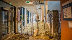 Harjurinteen koulu drabbades av flera problem ifjol En vid bild av matsalen. En stor hög med isoleringsmaterial ligger på golvet.