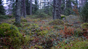 Alltid är det inte lätt att urskilja vad som är ekonomiskog. Barrskog, närbild på grön mossa.
