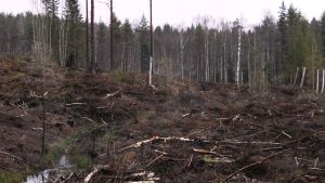 Metsän hakkuualue Raaseporissa