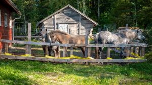 Tre hästar står inne i en hage framför ett gammalt skjul.