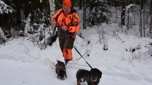 Såhär snörik var årets vinter i jaunari då Michaela Poutanen var ute med sina två taxar och jagade. Vitsvanshjortjägaren Michaela Poutanen och hennes två taxar Åskan och Blixten.